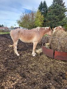 jument quater horse belge - Photo 2