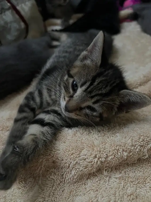 Born and Raised with kids- kittens for sale $200
