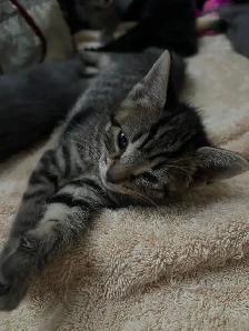 Born and Raised with kids- kittens for sale $200