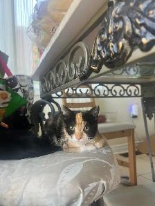 Born and Raised with kids- kittens for sale $200 - Photo 3