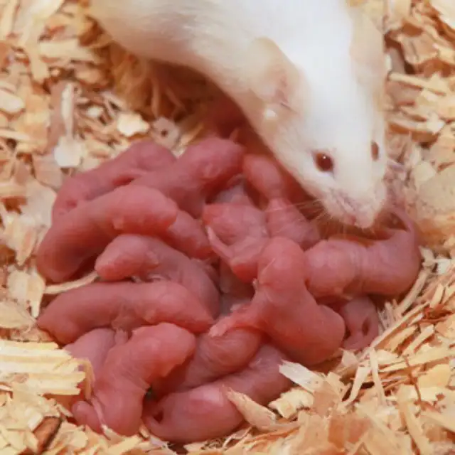 LIVE FEEDERS, MICE & RATS W/HOME DELIVERY!