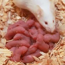 LIVE FEEDERS, MICE & RATS W/HOME DELIVERY!