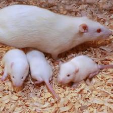 LIVE FEEDERS, MICE & RATS W/HOME DELIVERY! - Photo 2