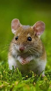 LIVE FEEDERS, MICE & RATS W/HOME DELIVERY! - Photo 3