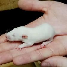 LIVE FEEDERS, MICE & RATS W/HOME DELIVERY! - Photo 4
