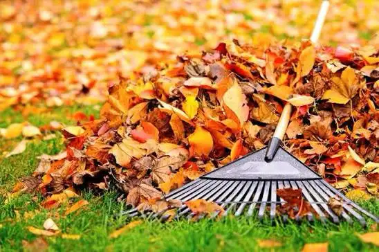 ramassage de feuilles mortes