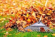 ramassage de feuilles mortes