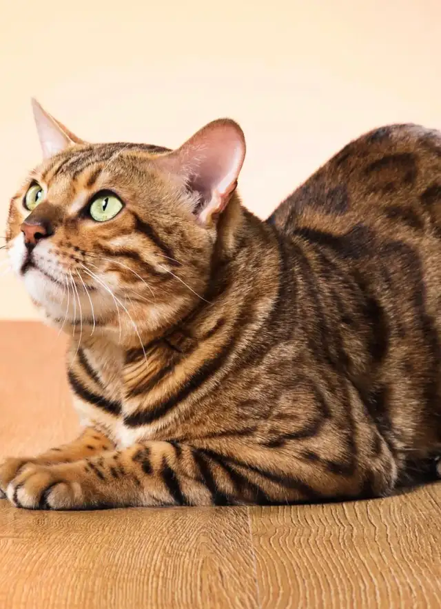 Chat Bengale a vendre