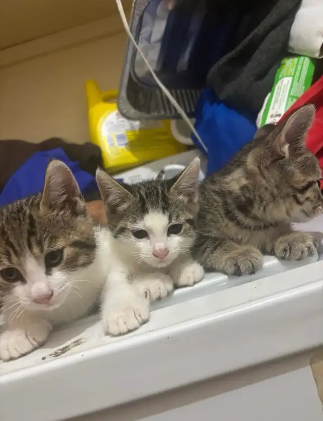 Chaton a vendre