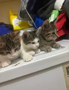 Chaton a vendre - Photo 2