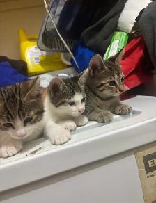 Chaton a vendre - Photo 3