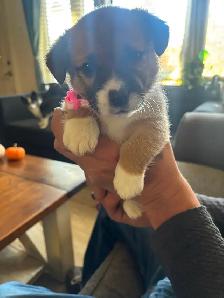 Corgis puppy - Photo 5