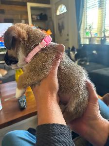 Corgis puppy - Photo 6
