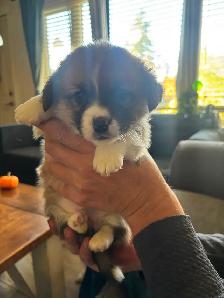 Corgis puppy - Photo 7