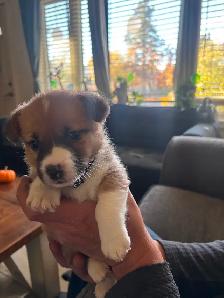 Corgis puppy - Photo 9