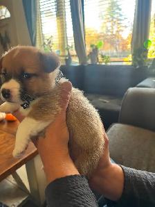 Corgis puppy - Photo 10