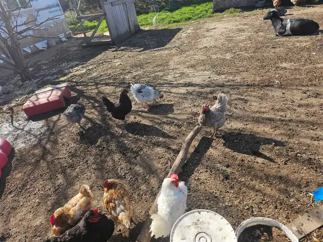 1-2 yr old laying hens