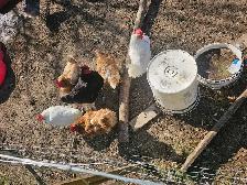 1-2 yr old laying hens - Photo 2