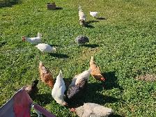 1-2 yr old laying hens - Photo 3
