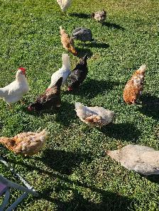 1-2 yr old laying hens - Photo 4
