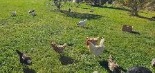 1-2 yr old laying hens - Photo 5