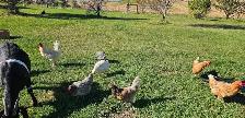 1-2 yr old laying hens - Photo 6