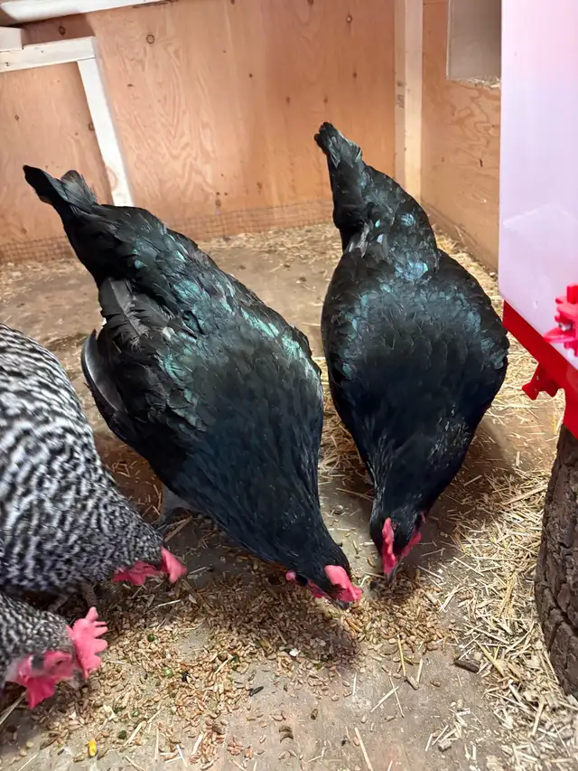 2 Australorp chickens