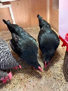 2 Australorp chickens