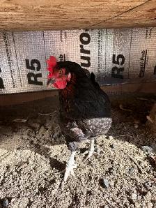 2 Australorp chickens - Photo 2
