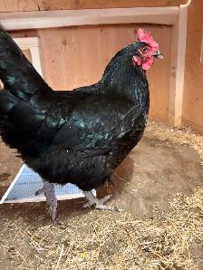 2 Australorp chickens - Photo 3