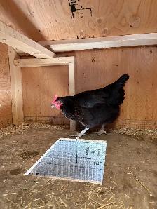 2 Australorp chickens - Photo 4