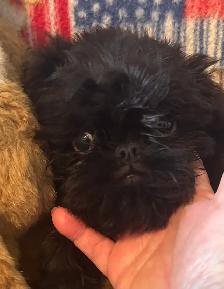 I’m on the Island! Brussel Griffon black males