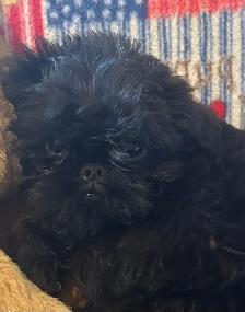 I’m on the Island! Brussel Griffon black males - Photo 2