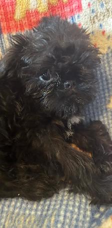 I’m on the Island! Brussel Griffon black males - Photo 3