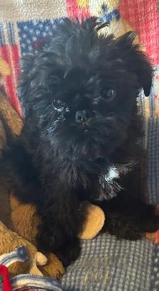 I’m on the Island! Brussel Griffon black males - Photo 4