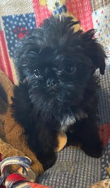 I’m on the Island! Brussel Griffon black males - Photo 5
