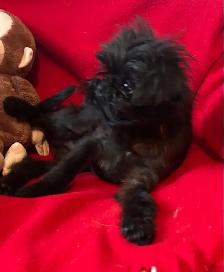 I’m on the Island! Brussel Griffon black males - Photo 6