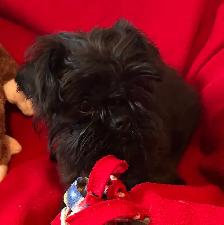 I’m on the Island! Brussel Griffon black males - Photo 7