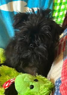 I’m on the Island! Brussel Griffon black males - Photo 8