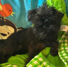 I’m on the Island! Brussel Griffon black males - Photo 9