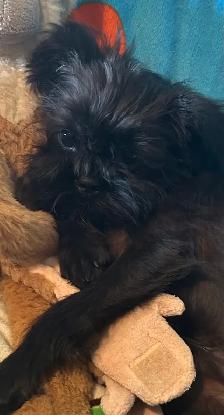 I’m on the Island! Brussel Griffon black males - Photo 10