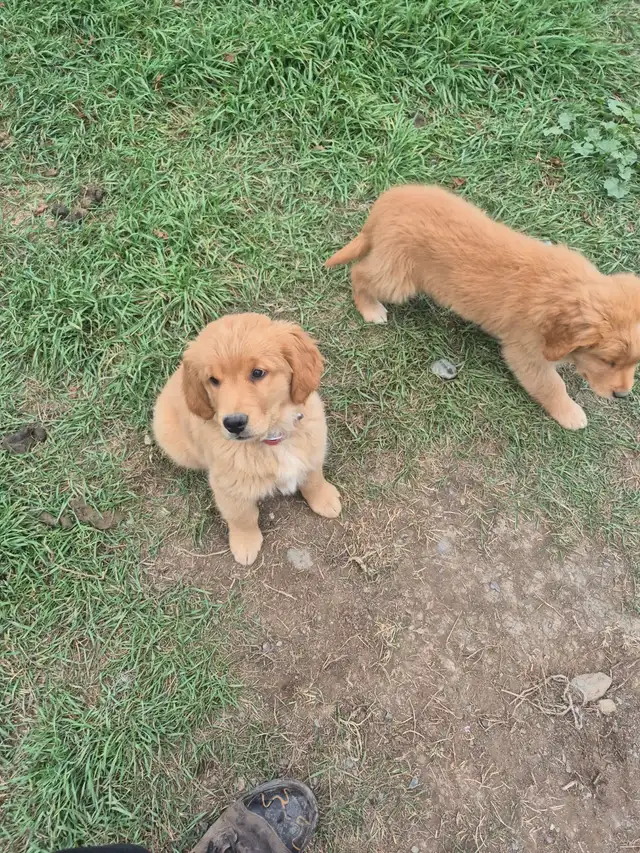 Chiots Golden males 500$