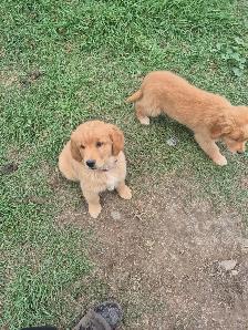 Chiots Golden males 500$