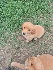 Chiots Golden males 500$ - Photo 2
