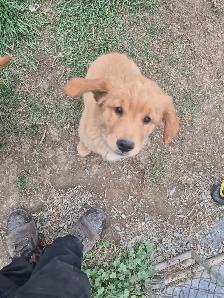 Chiots Golden males 500$ - Photo 3