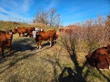 QUIET BRED HEIFERS - Red and Red Baldies