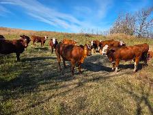 QUIET BRED HEIFERS - Red and Red Baldies - Photo 2