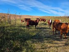QUIET BRED HEIFERS - Red and Red Baldies - Photo 3