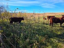 QUIET BRED HEIFERS - Red and Red Baldies - Photo 4