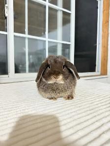 Tiny Holland Lop bunny - Photo 2